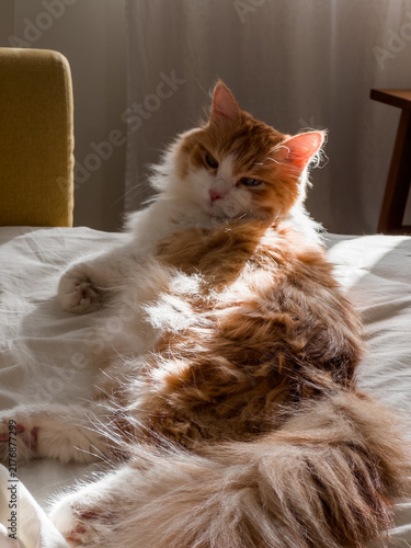 A sleepy ginger cat is lying in a ray of sunlight on the bed