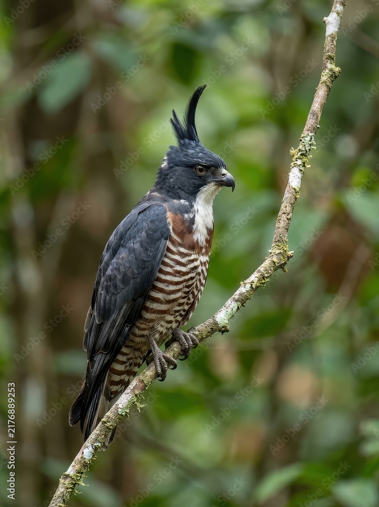 Naklejka premium Majestic Black Baza Bird of Prey Perched on a Mossy Branch in a Lush Tropical Forest