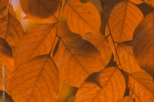 Close-up of golden orange autumn leaves with detailed veins, soft background lighting, ideal for seasonal nature design and warm background concepts