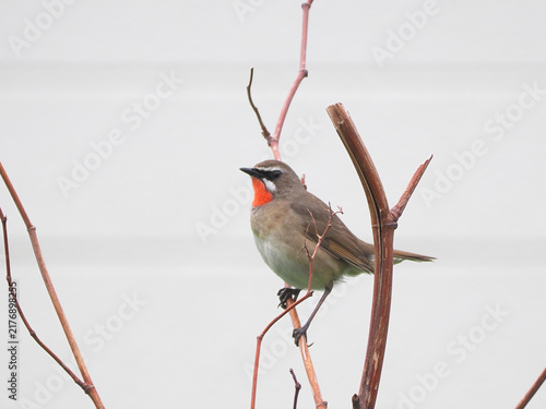 Foto 枝にとまるノゴマの雄