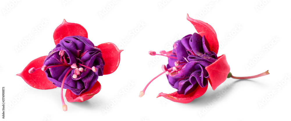 Obraz premium Botanical beauty and floral design, fuchsia flowers with vibrant purple and pink petals isolated on a clean white background for spring garden themes