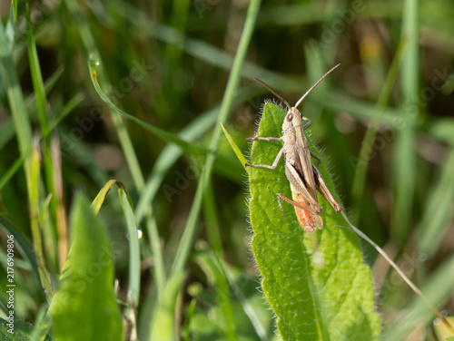 Wiesengrashüpfer (Chorthippus dorsatus)