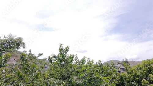 Tilt Up View of Guazuma Tree Branches Against Clear Blue Sky