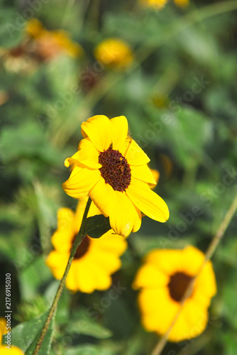 夏の花