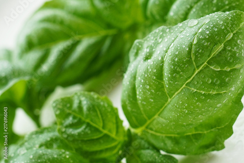 Fresh Basil Leaves with Water Droplets After Harvest