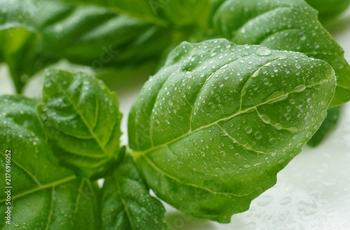 Fresh Basil Leaves with Water Droplets After Harvest