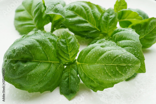 Fresh Basil Leaves with Water Droplets After Harvest
