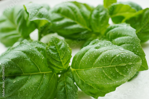 Fresh Basil Leaves with Water Droplets After Harvest