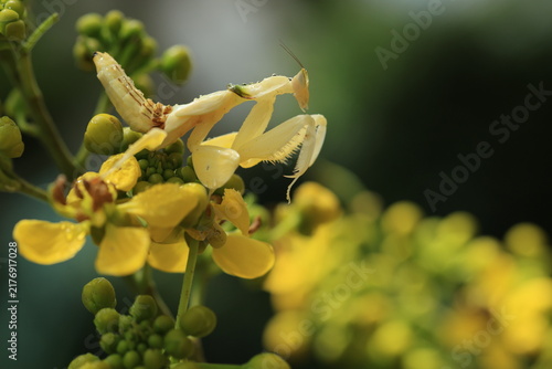 Beautiful yellow orchid mantis (Hymenopus coronatus) camouflaged perfectly on yellow Senna garrettiana (Siamese senna) flowers in nature.