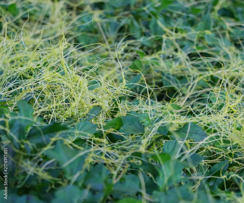 Canvas Print Detailed nature stock photo featuring yellow Cuscuta vines forming a tangled web over dense green plant foliage