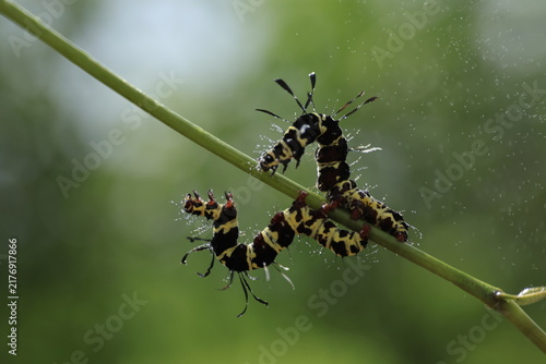 фотографія Striking black and yellow striped caterpillars of the noctuid moth Tinolius eburneigutta on a plant stem, unique paddle-like setae, tropical insect wildlife