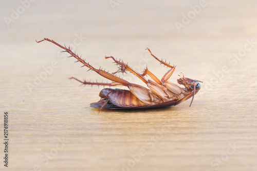 Canvastavla Macro close up of a dying cockroach lying upside down on a wooden surface after pesticide exposure, illustrating pest control, insect extermination and household sanitation