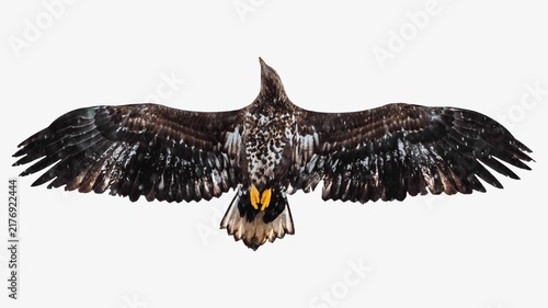 Foto White tailed eagle, wildlife collage element