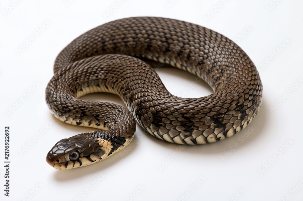 Fototapeta premium Coiled brown snake on white background