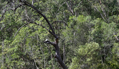 Canvastavla White Cockatoo Perched on a Tree Branch in Australian Bushland, Queensland