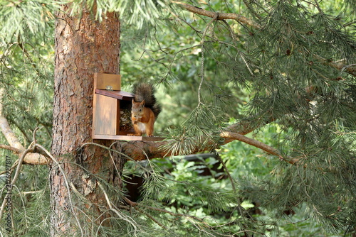 Obraz na plátně In the summer forest, a red squirrel is sitting on a pine tree next to a feeder with nuts and seeds
