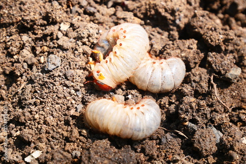 Canvastavla White grub larvae live underground, feeding on plant roots and causing significant damage to crops and gardens