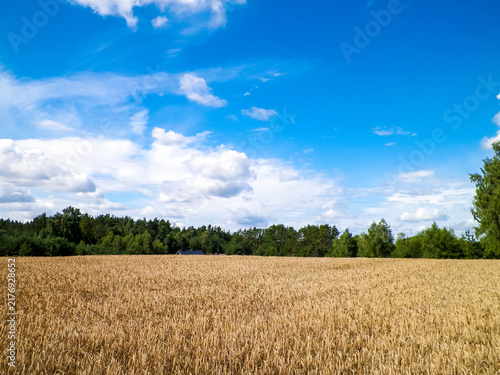 Obraz na płótnie Kashubian field in late summer.