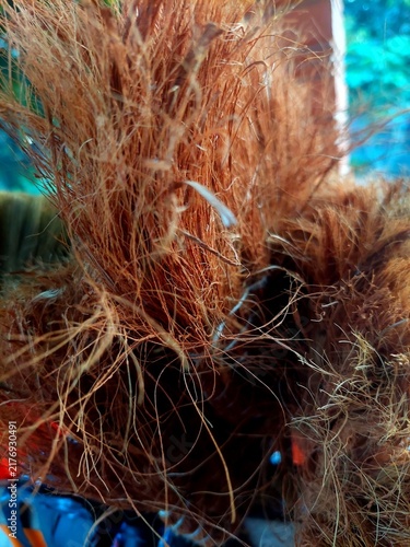 Obraz na plátne Small insect or larva clinging to brown coconut coir fibers