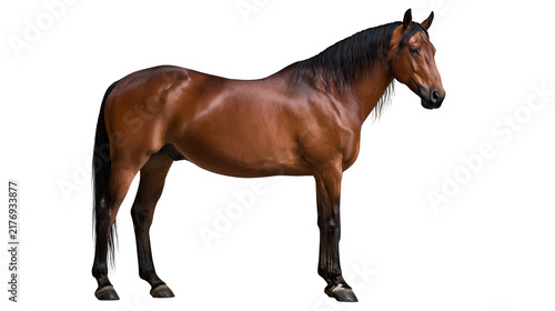 Fotografía Full body side view of a muscular brown horse with a black mane and tail