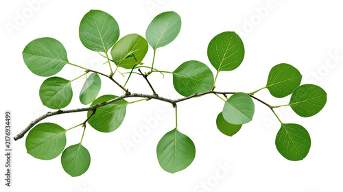 Foto Fresh green round leaves on a thin woody tree branch