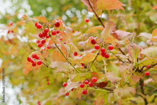 Foto Autumn viburnum berries and yellowed leaves.