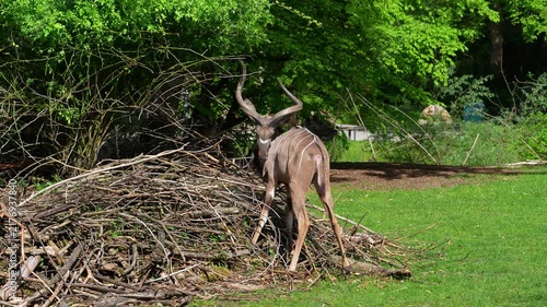 Greater kudu, Tragelaphus strepsiceros is a woodland antelope found throughout eastern and southern Africa.