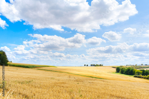 Golden Harvest Wheat Fields of Germany Under a Beautiful Summer Sky