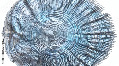 Macro detail of natural fish scale showing concentric growth rings and iridescent texture.
