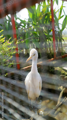 Fotografía White cattle egret bird standing inside a mesh wire cage enclosure with green fo