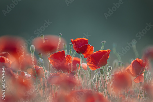 Red Poppy Flowers in Soft Morning Light Field