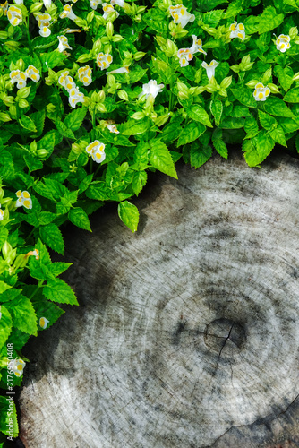 Obraz na płótnie An image of an old, cut tree stump surrounded by natural green foliage powerfully reflects ecosystem regeneration and the natural cycle of life