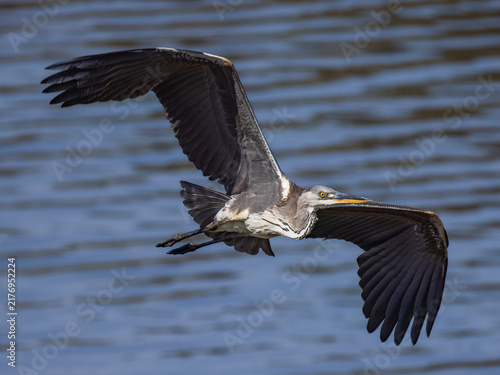 Obraz na plátně Grey heron Ardea cinerea in majestic flight over a blue water surface