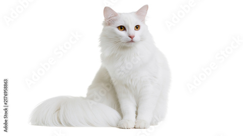 Cuadro en lienzo Fluffy white Turkish Angora cat with amber eyes sitting and looking forward