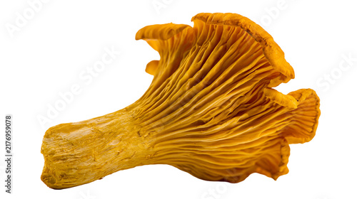 Bild auf Leinwand Fresh golden chanterelle mushroom with wavy cap and ribbed stem