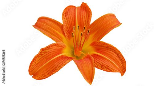 Canvastavla Vibrant orange daylily flower with yellow throat and dark brown stamens