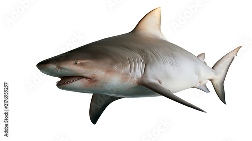 Bull shark swimming with visible gills and sharp teeth