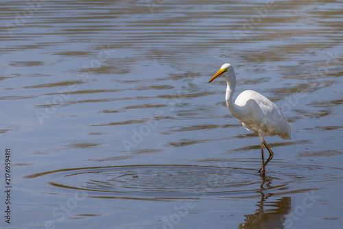 Obraz na płótnie Elegant great egret Ardea alba wading in the shallow water of a lake
