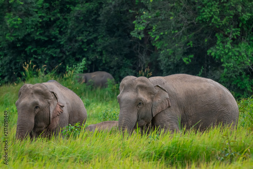 Fotografie Its body is gray, its snout is called the trunk