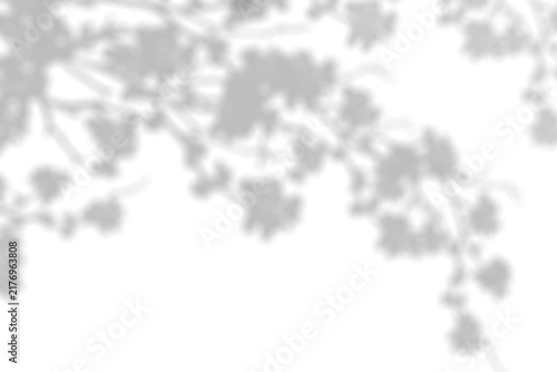 Silhouette leaves on white background, Illustration isolated transparent of leaf shadows,light overlay on Wall,Cherry Blossom Shadow for element design decoration for Spring,Summer Backdrop Background
