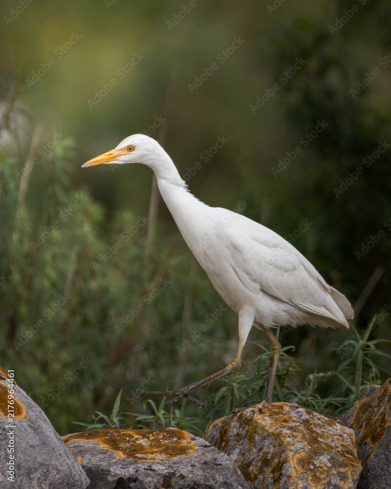 Obraz premium Cattle egret Bubulcus ibis standing on mosscovered rocks in its natural habitat. White heron portrait in the wild, wildlife photography