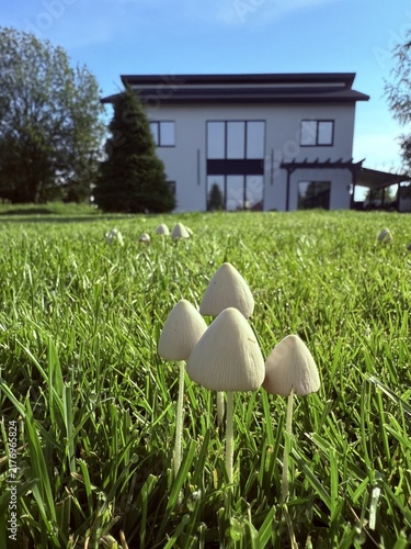 Wild toadstool mushrooms infestation ruining a perfect green grass lawn in front of modern house
