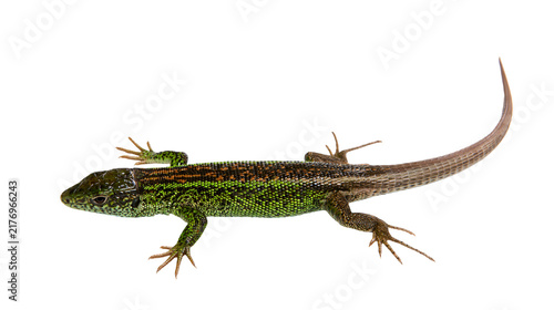 Foto Green and brown patterned common wall lizard with long tail