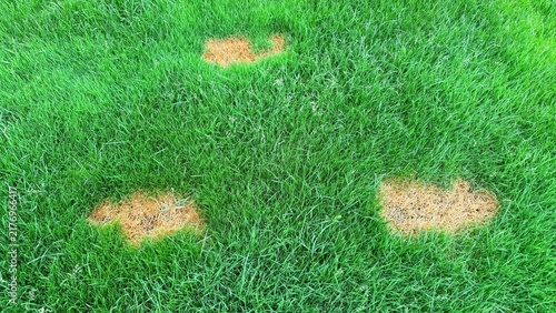 Brown patches on green grass lawn indicating fungal plant disease or overwatering in a backyard