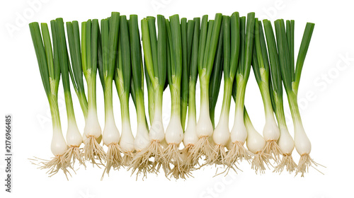 Cuadro en lienzo Fresh green spring onions with white bulbs and fibrous roots