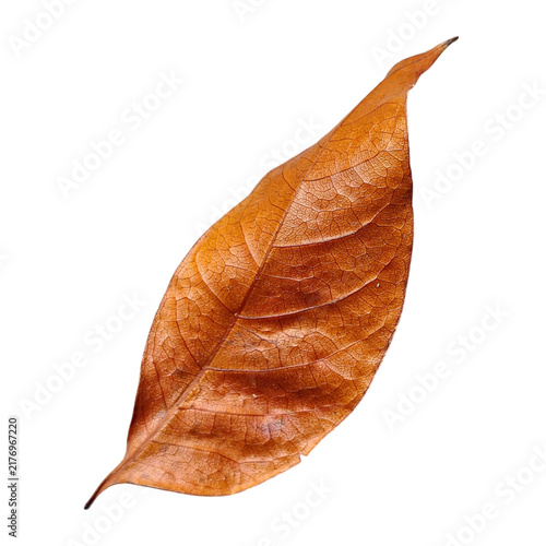 Foto Dried autumn leaf with rich brown tones isolated against transparent background