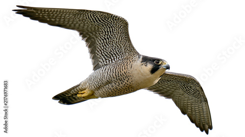 Bild auf Leinwand Peregrine falcon in flight with wings spread wide showing detailed plumage