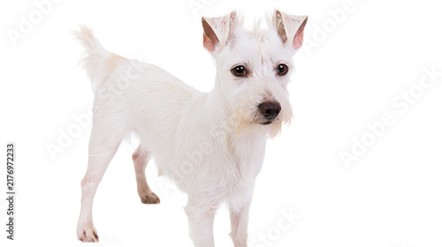 Plakat Small white scruffy terrier dog standing and looking forward