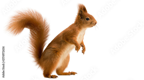 Принти на полотні Red squirrel standing on hind legs with bushy tail and alert posture
