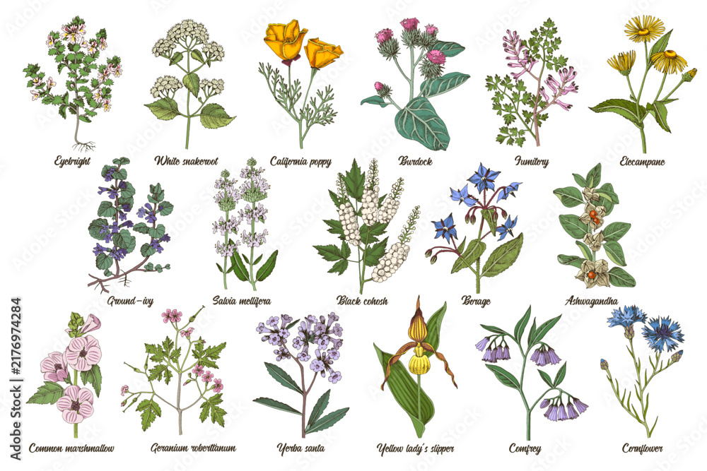 Obraz premium Herbs hand drawn set in vintage style